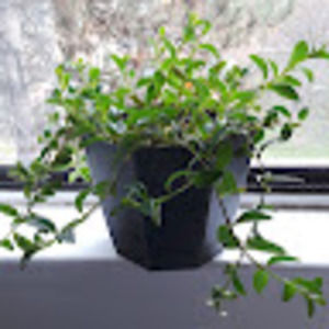 Meet your Posher, Cassidy